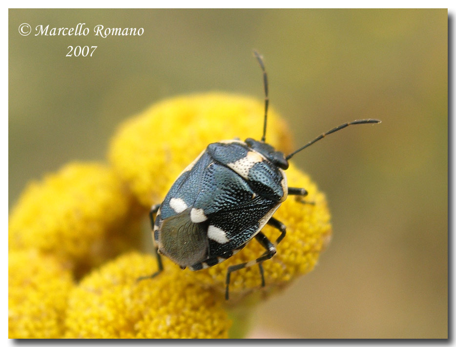 Eurydema oleracea e E. ornata su Tanacetum siculum